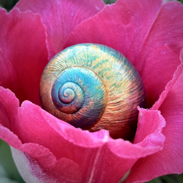 « La fleur s’ouvre à son rythme, sans jamais forcer la beauté. »
